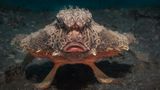 Meerestiere: Seefledermaus