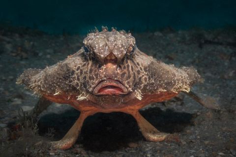 Meerestiere: Seefledermaus