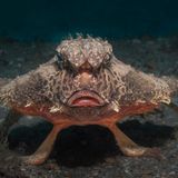 Meerestiere: Seefledermaus