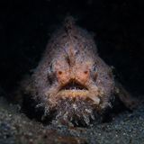 Meerestiere: Behaarter Anglerfisch