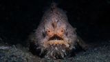 Meerestiere: Behaarter Anglerfisch