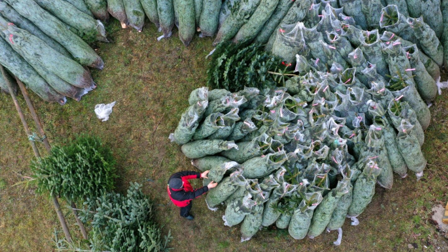 Weihnachtsbäume