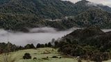 Pferde laufen in Te Urewera frei herum und dienen als wichtiges Transportmittel in dem zerklüfteten Terrain. Maungapohatu, Neuseeland, 21. April 2024
