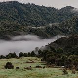 Pferde laufen in Te Urewera frei herum und dienen als wichtiges Transportmittel in dem zerklüfteten Terrain. Maungapohatu, Neuseeland, 21. April 2024