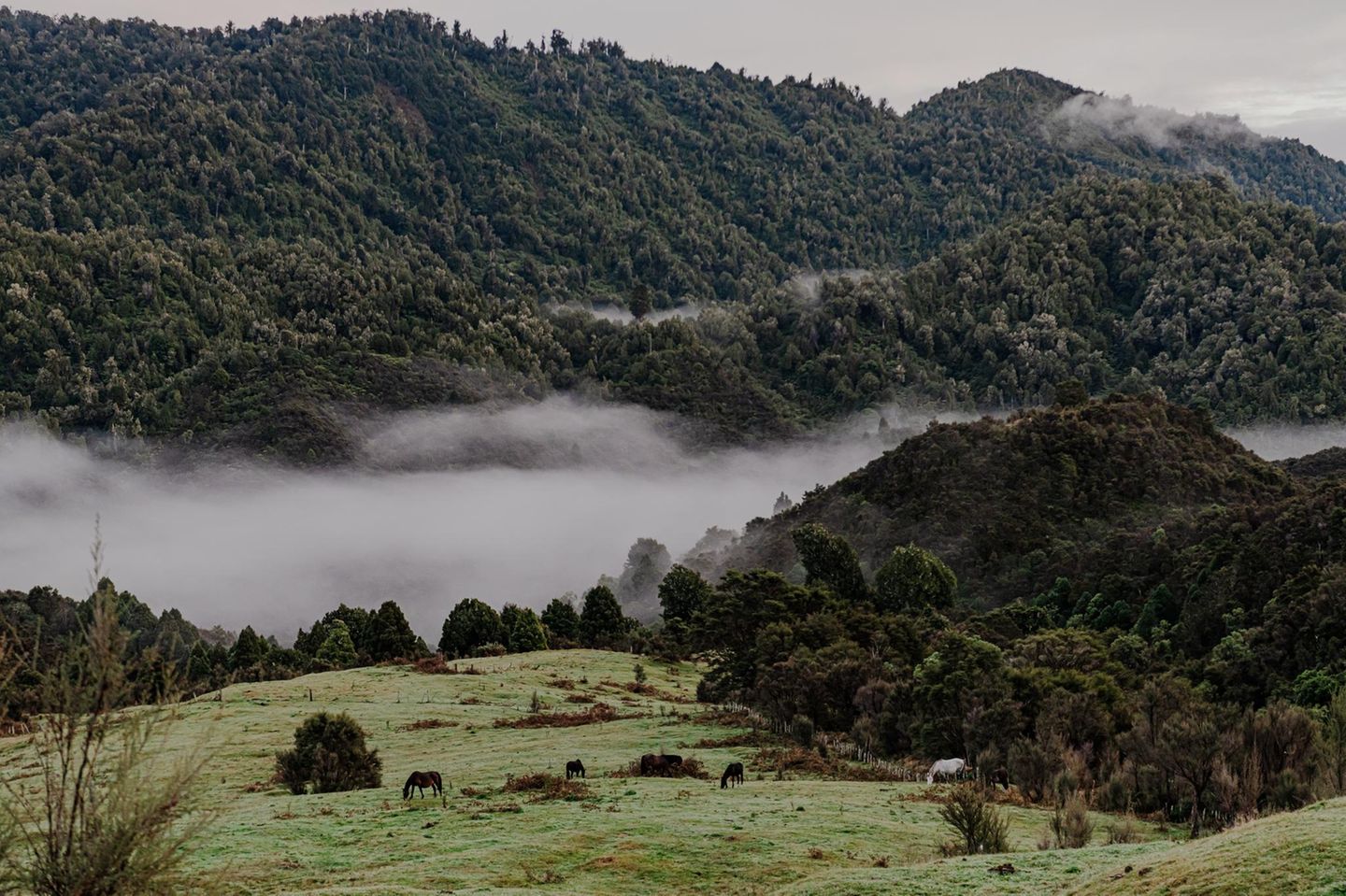 Pferde laufen in Te Urewera frei herum und dienen als wichtiges Transportmittel in dem zerklüfteten Terrain. Maungapohatu, Neuseeland, 21. April 2024