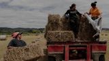 Lehrlinge einer örtlichen Schule erlernen grundlegende landwirtschaftliche Fertigkeiten auf dem Tataiwhetu Trust, einem ökologischen Milchviehbetrieb, der von sechs Familien gemeinsam betrieben wird. Ruatoki, Neuseeland, 14. Januar 2022