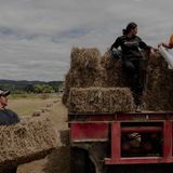 Lehrlinge einer örtlichen Schule erlernen grundlegende landwirtschaftliche Fertigkeiten auf dem Tataiwhetu Trust, einem ökologischen Milchviehbetrieb, der von sechs Familien gemeinsam betrieben wird. Ruatoki, Neuseeland, 14. Januar 2022