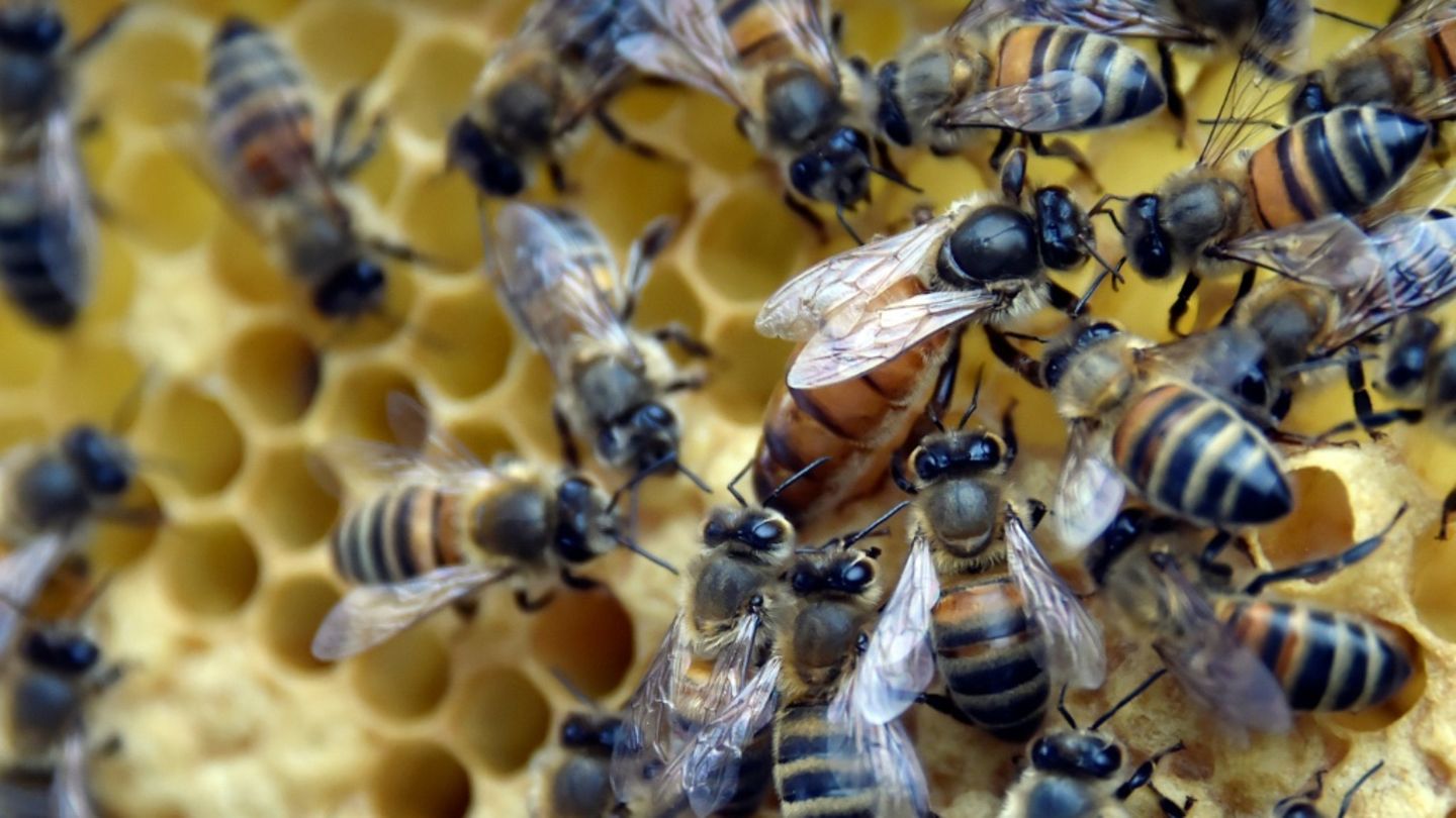 Bienen auf einer Honigwabe