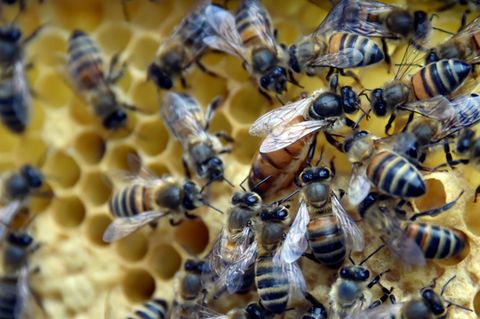Bienen auf einer Honigwabe