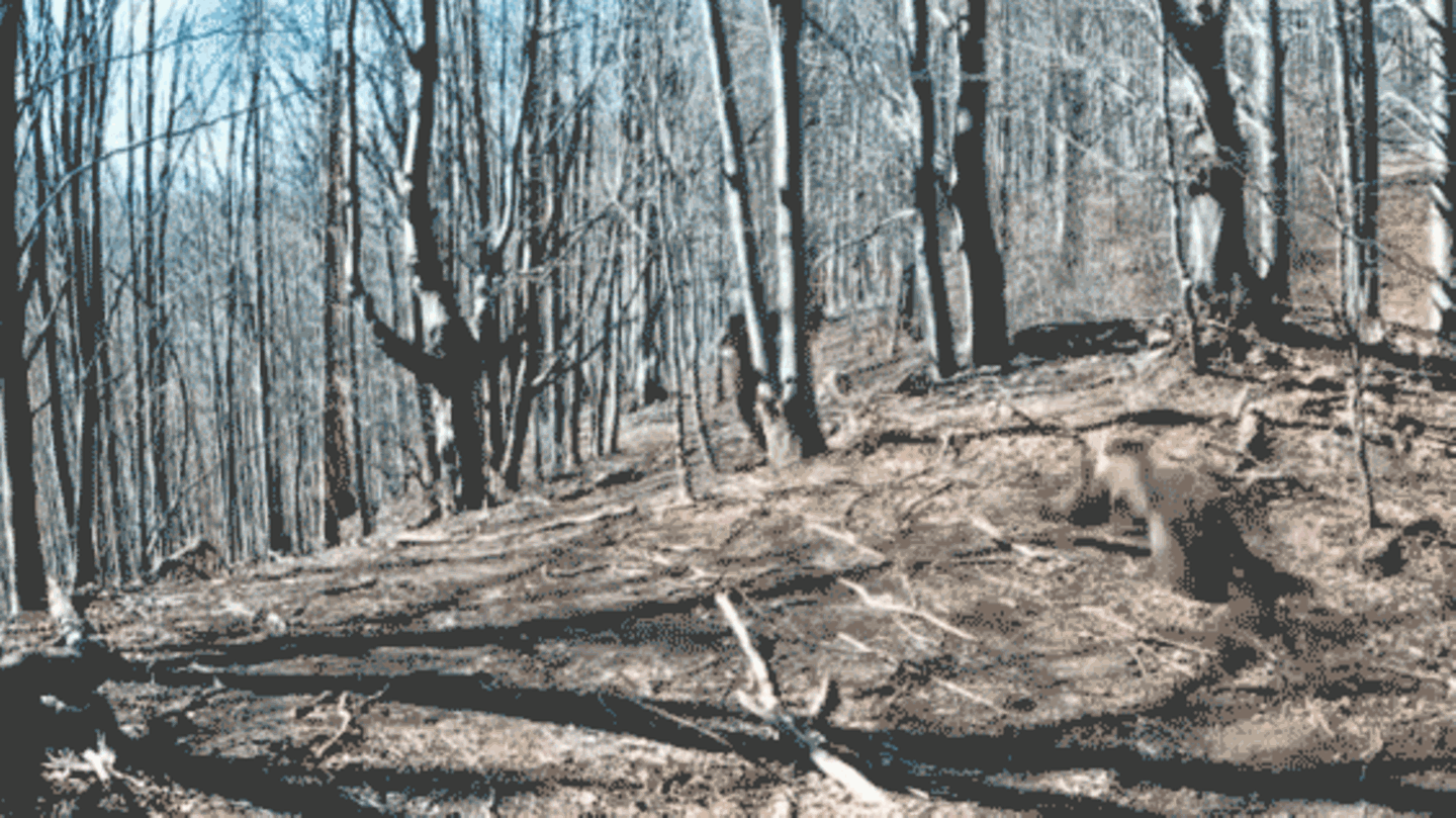 Wildtierkamera filmt: Wanderer wehrt Bärenangriff ab – mit einer Axt