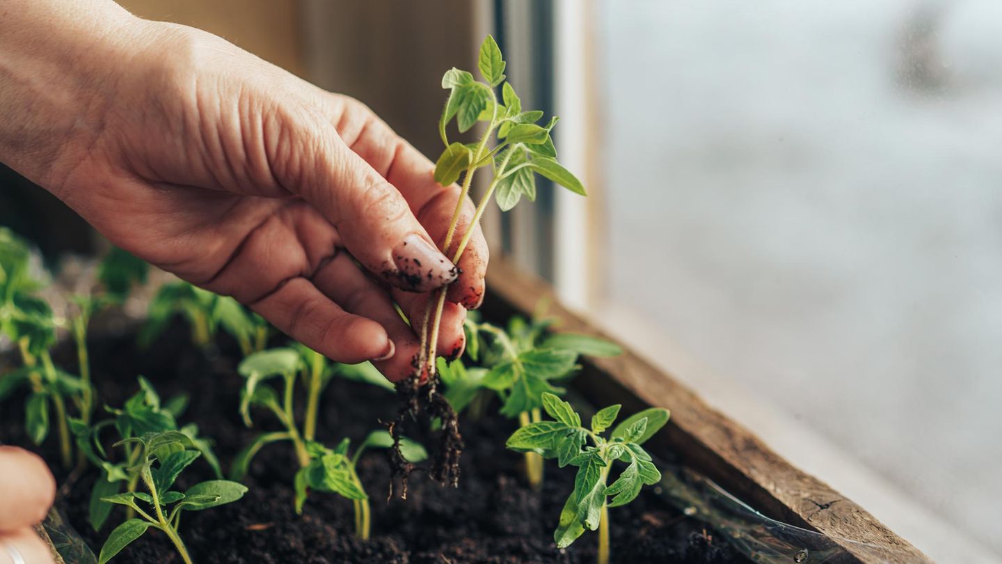 Gemüse vorziehen: junge Tomatenpflanzen werden pikiert