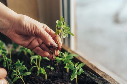 Gemüse vorziehen: junge Tomatenpflanzen werden pikiert