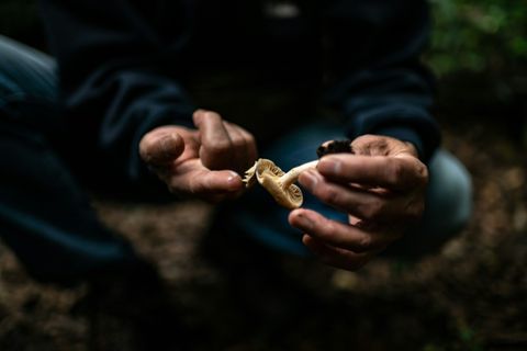 Pilze spielen eine wichtige Rolle in Ökosystemen