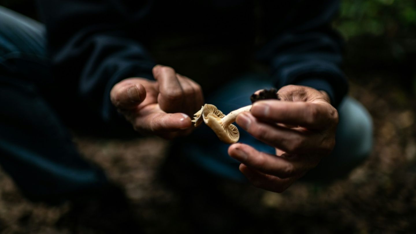 Pilze spielen eine wichtige Rolle in Ökosystemen