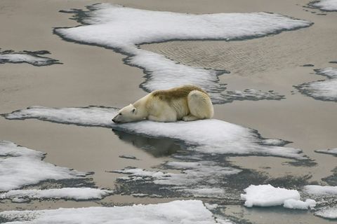 Eisbär in geschrumpfter Eisfläche im Nordpolarmeer