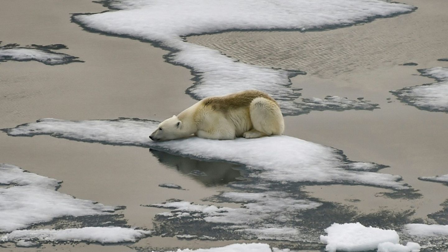 Eisbär in geschrumpfter Eisfläche im Nordpolarmeer