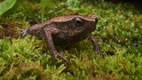Engmaulfrosch