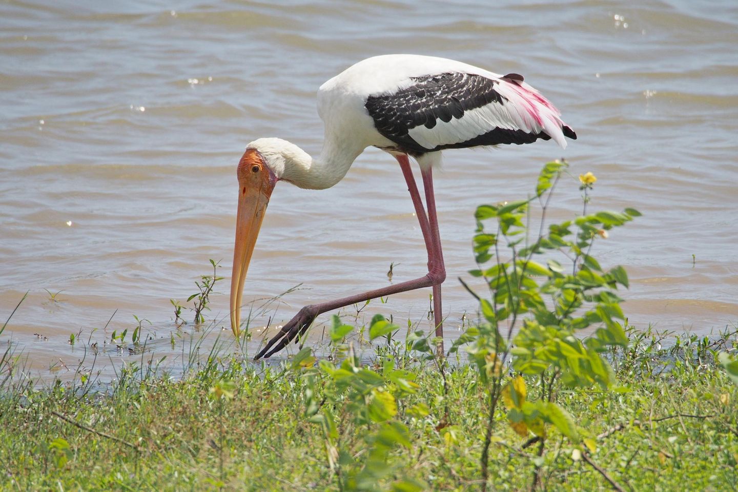 Buntstorch