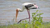 Buntstorch