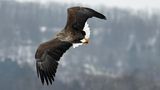 Seeadler