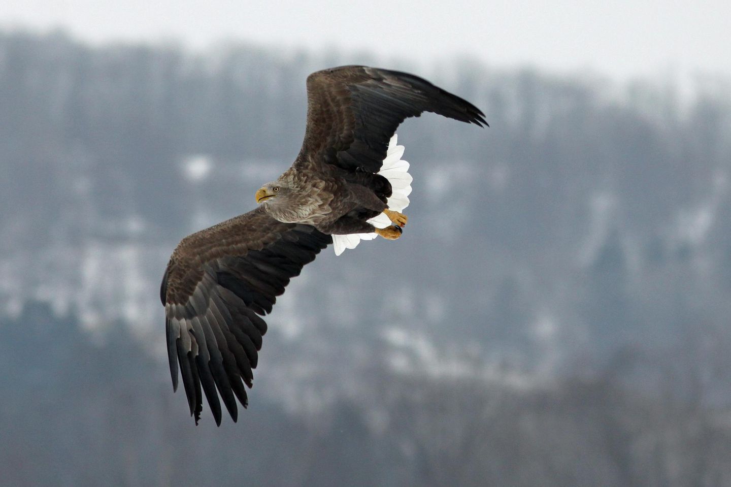 Seeadler Seeadler