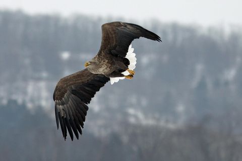 Seeadler