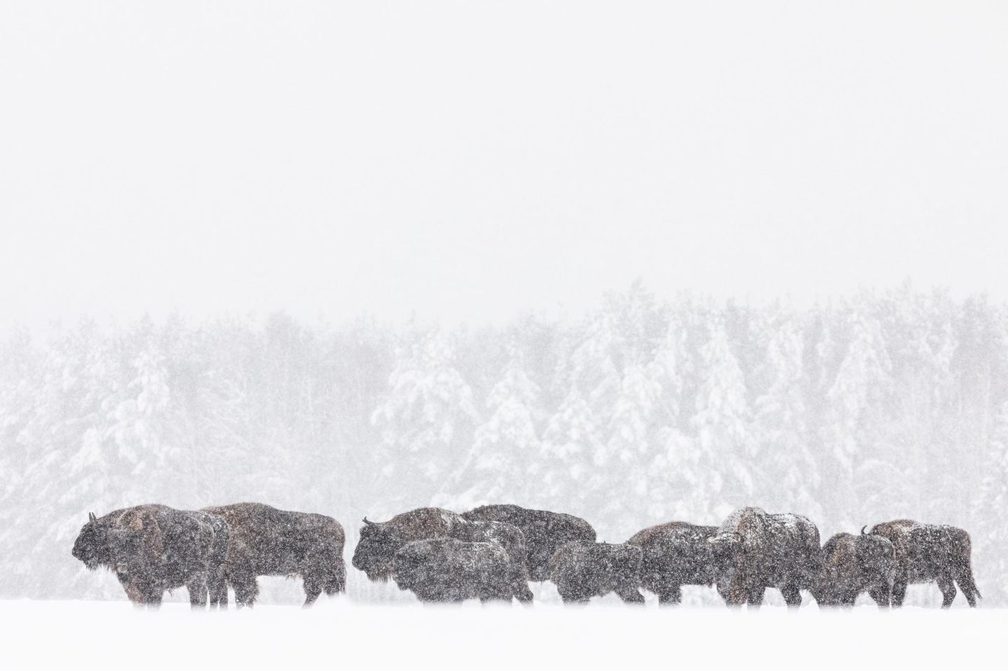 Europäischer Bison Europäischer Bison