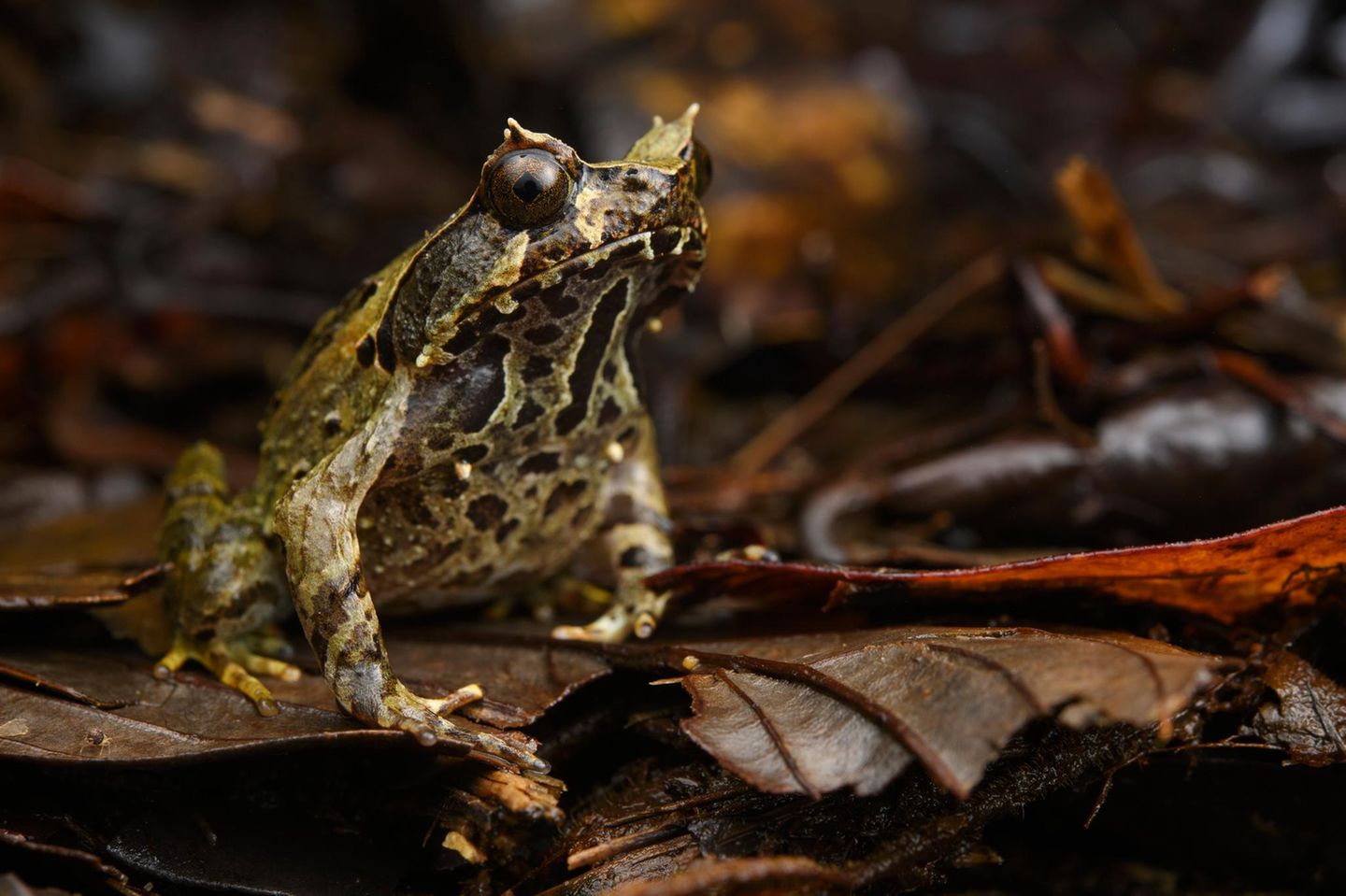 Megophrys baluensis Nach Einschätzung der IUCN gibt es derzeit keine größeren Bedrohungen für die Kröte Megophrys baluensis, die nur im Norden Borneos, in Höhen zwischen 1200 und 1900 Metern, vorkommt. Die Spezies hat Glück: Sie lebt dort in zwei gut geführten Naturschutzgebieten.