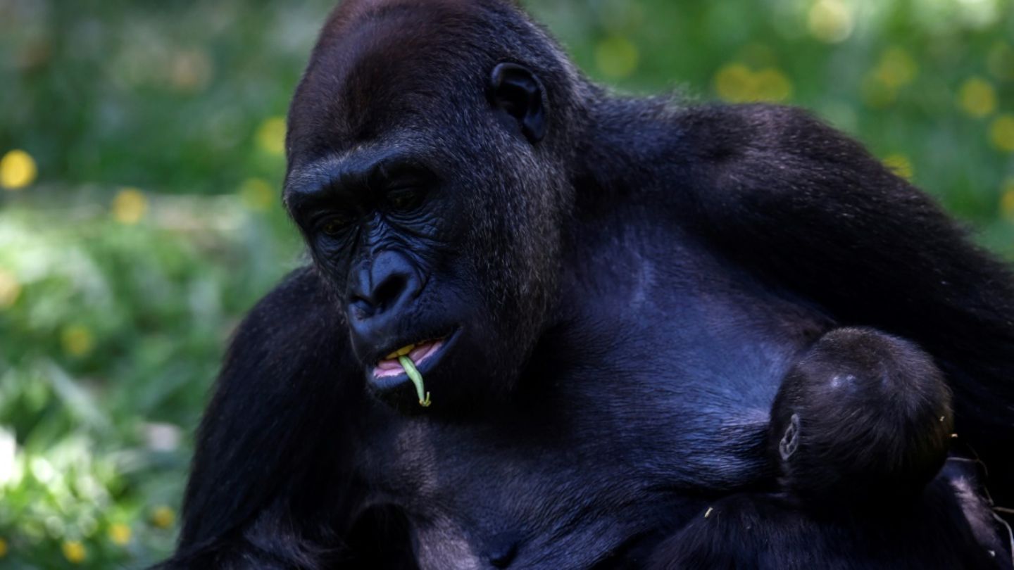Westlicher Flachlandgorilla in einem Zoo