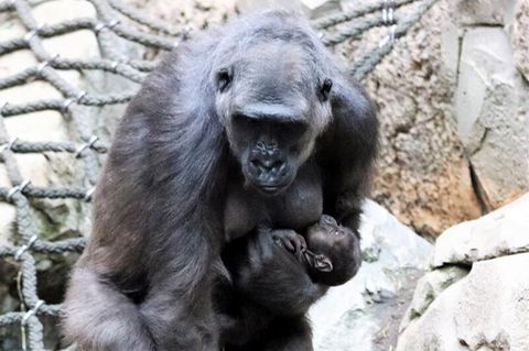 Gorilla Kio