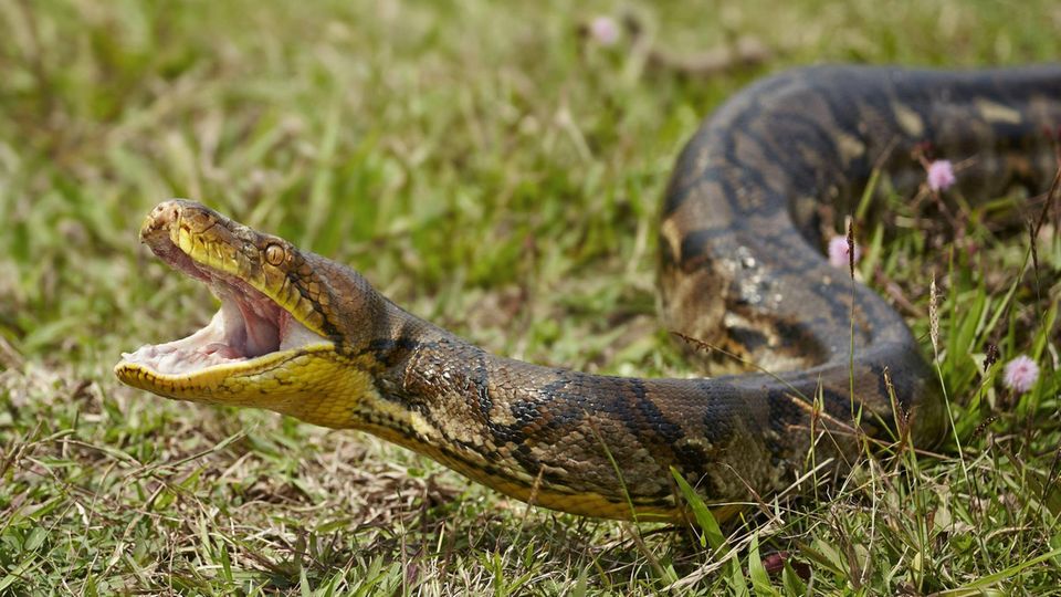 Acht-Meter-Schlange: XXL-Python schockt Thailand-Urlauber Acht-Meter-Schlange: XXL-Python schockt Thailand-Urlauber