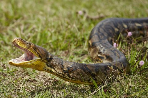 Acht-Meter-Schlange: XXL-Python schockt Thailand-Urlauber