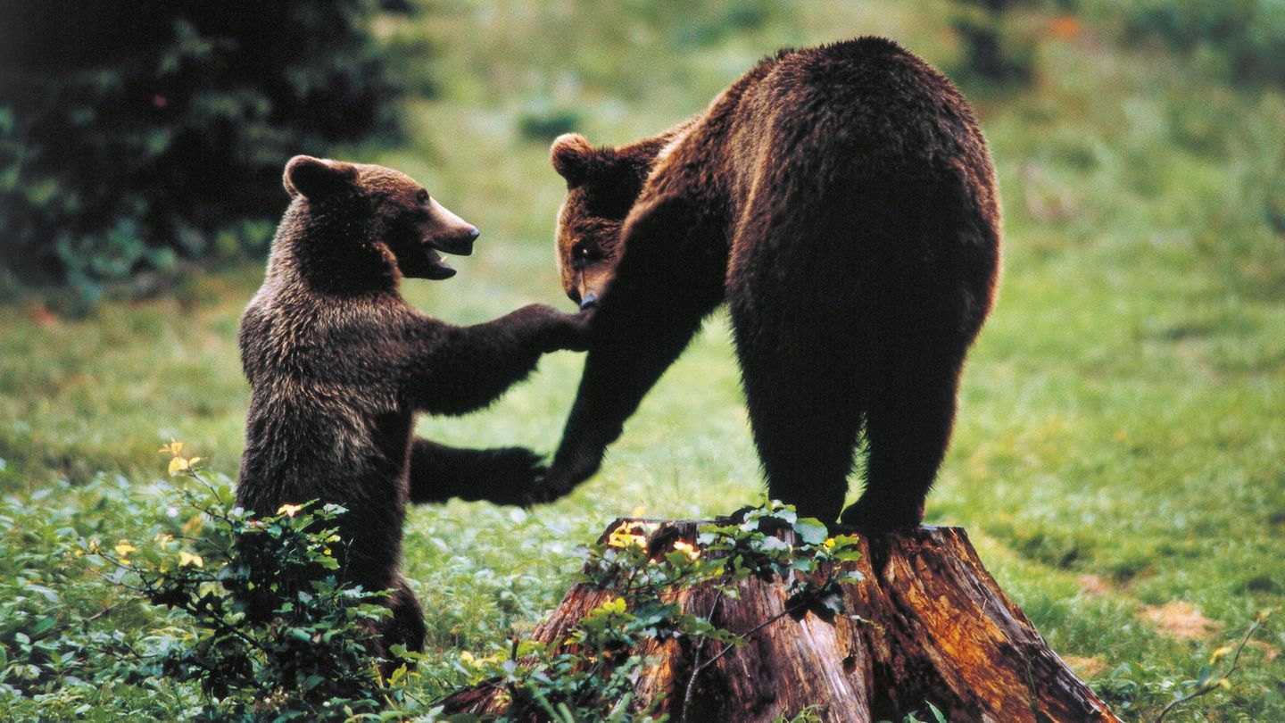 Nationalpark Abruzzen Wer pure Wildnis erleben möchte, ist im Nationalpark Abruzzen genau richtig. Er liegt nahe der italienischen Hauptstadt Rom und zählt zu den größten und ältesten Naturschutzgebieten Italiens. Dazu spielt er eine wichtige Rolle beim Schutz bedrohter Tierarten. Wölfe, Braunbären und Hirsche sind hier zuhause und mit etwas Glück bekommt man die scheuen Tiere auf einer Erkundungstour durch den Nationalpark zu Gesicht. Dichte Buchen- und Eichenwälder, zerklüftete Gipfel, malerische Bergseen und kleine Dörfer bilen zusammen eine unvergessliche Naturlandschaft.
