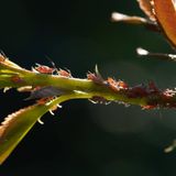 Gartentiere Blattläuse