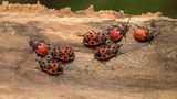 Gartentiere Feuerwanzen