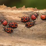 Gartentiere Feuerwanzen