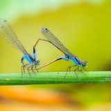 Gartentiere Libellen