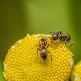 Gartentiere zwei Ameise auf einer Blüte