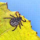 Gartentiere Zecke auf Blatt