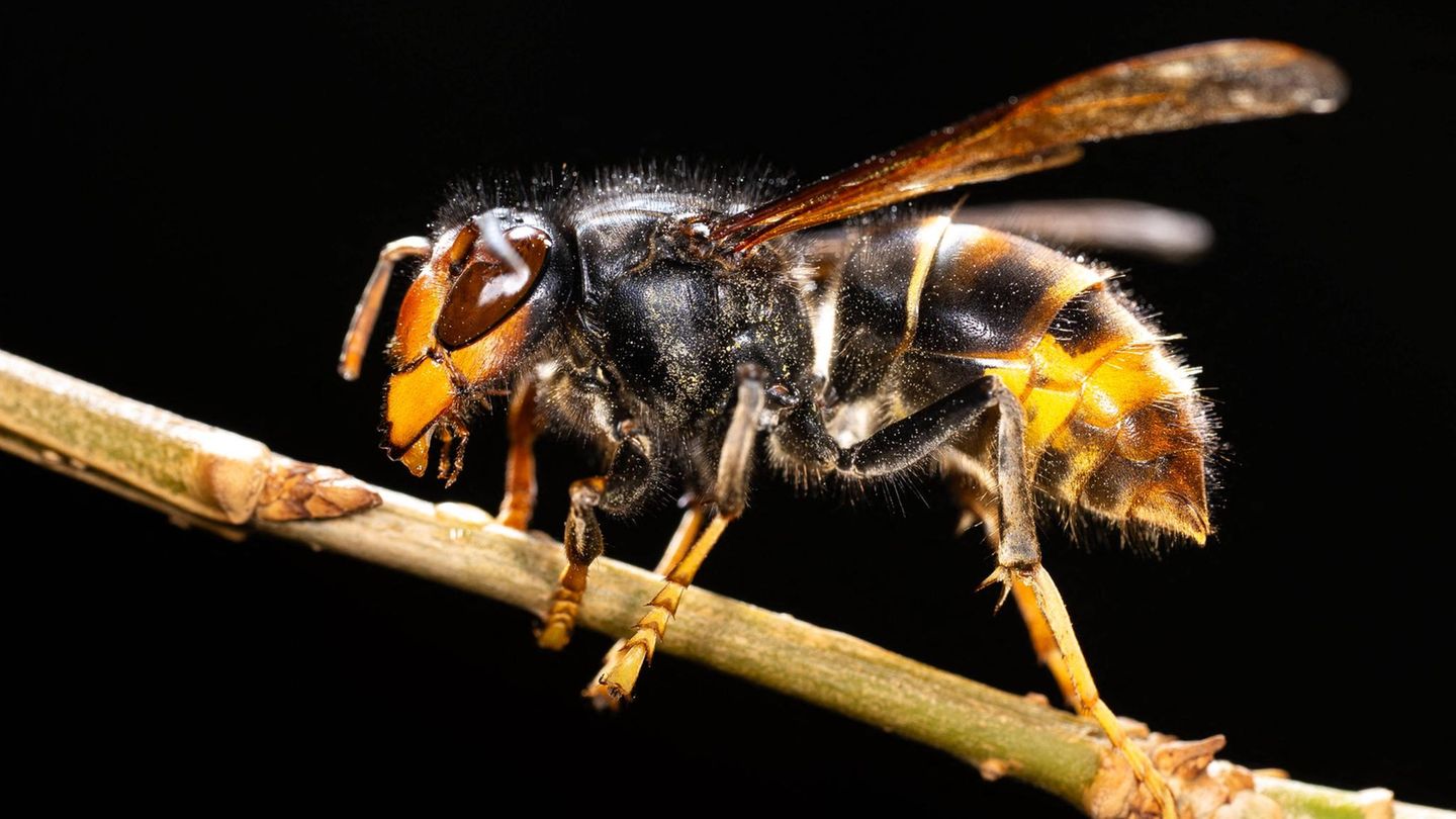 Gartentiere Hornisse sitzt auf Pflanzenstiel Gartentiere Hornisse sitzt auf Pflanzenstiel