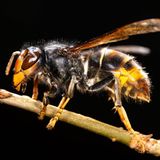 Gartentiere Hornisse sitzt auf Pflanzenstiel