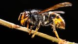 Gartentiere Hornisse sitzt auf Pflanzenstiel