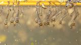 Gartentiere Mückenlarven hängen unter der Wasseroberfläche