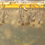 Gartentiere Mückenlarven hängen unter der Wasseroberfläche