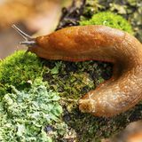 Gartentiere Nacktschnecke auf Ast