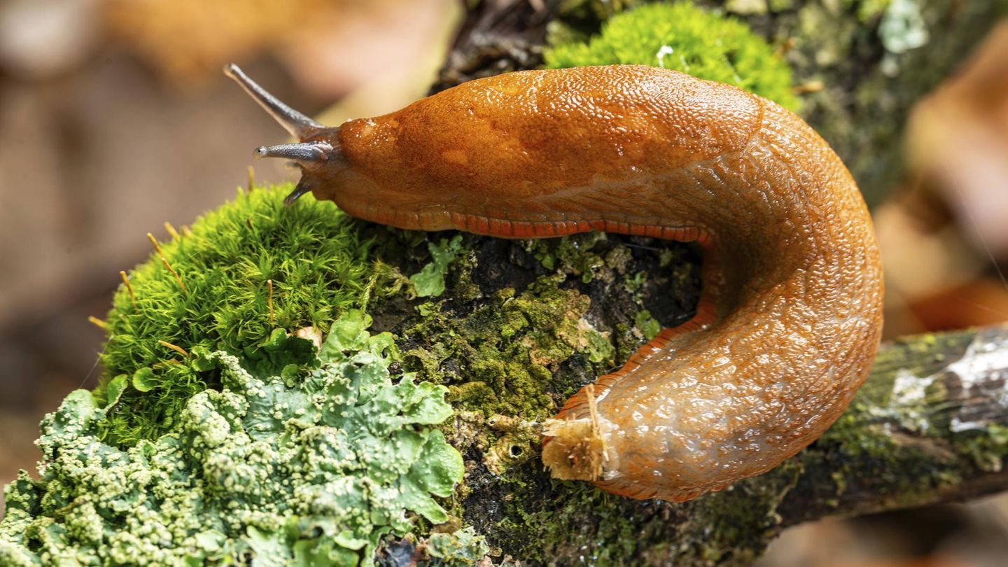 Gartentiere Nacktschnecke auf Ast Gartentiere Nacktschnecke auf Ast