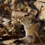 Gartentiere kleine Maus sitzt im vertrockneten Laub