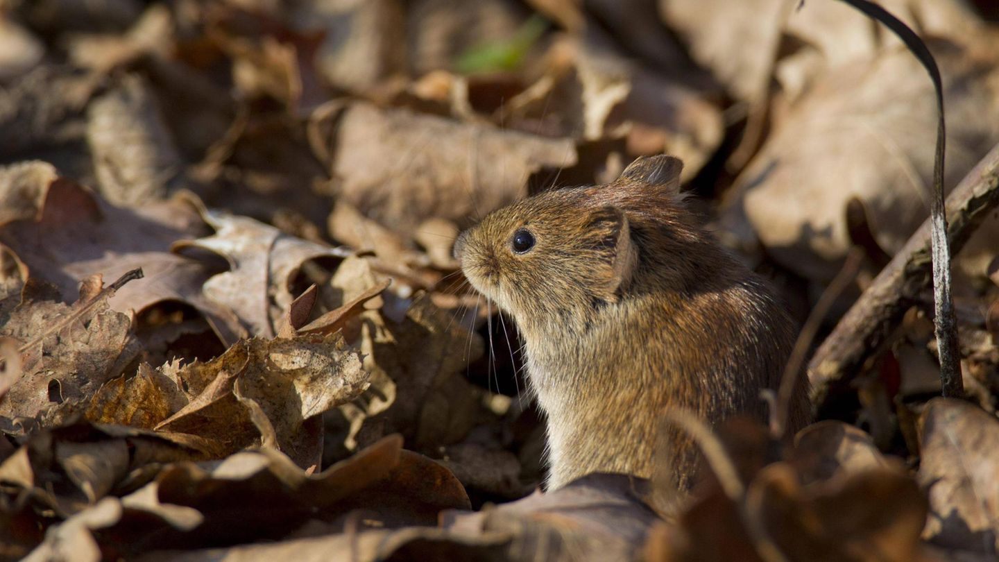 Gartentiere kleine Maus sitzt im vertrockneten Laub Gartentiere kleine Maus sitzt im vertrockneten Laub