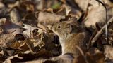 Gartentiere kleine Maus sitzt im vertrockneten Laub