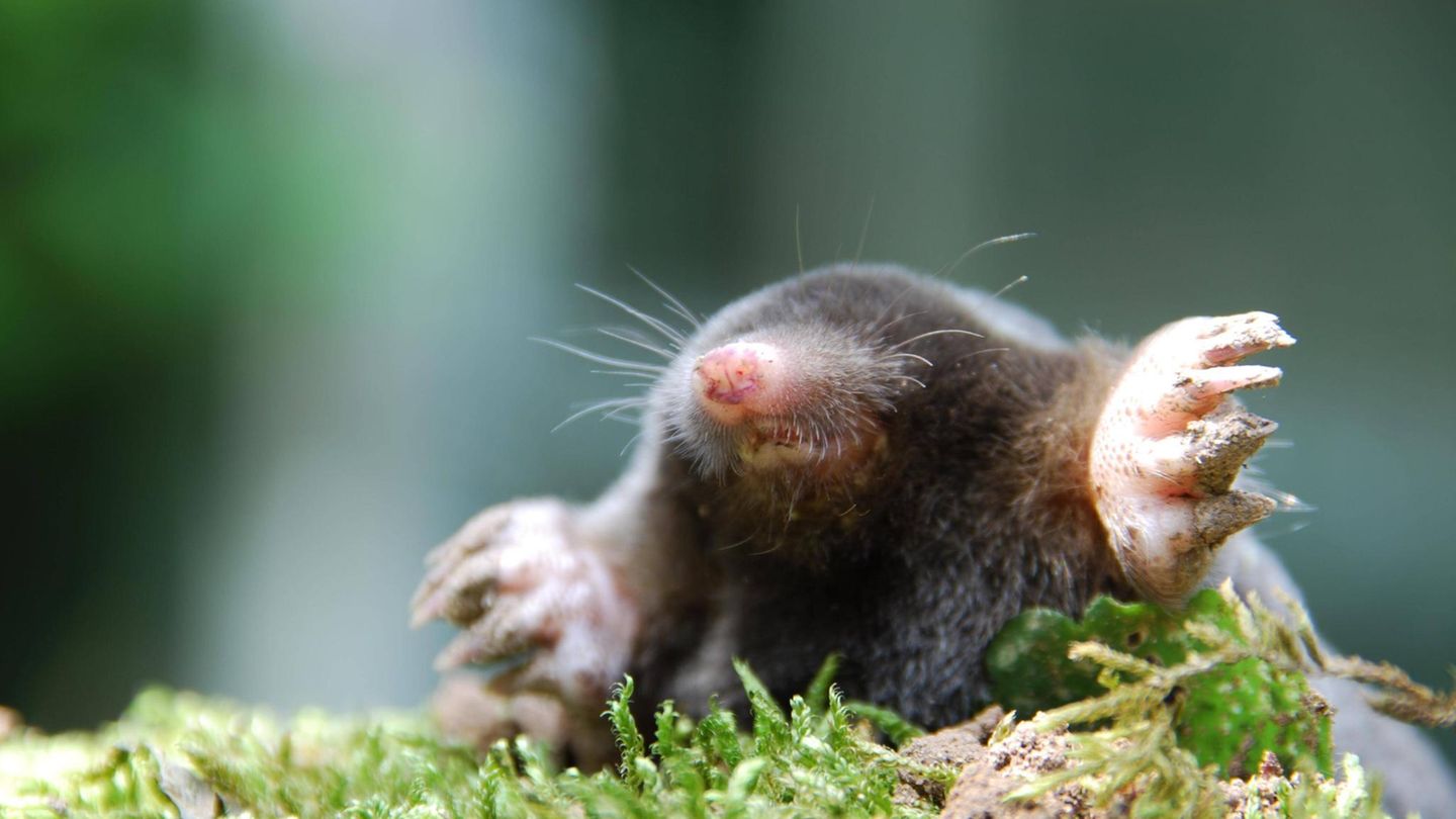 Gartentiere Maulwurf guckt aus der Erde
